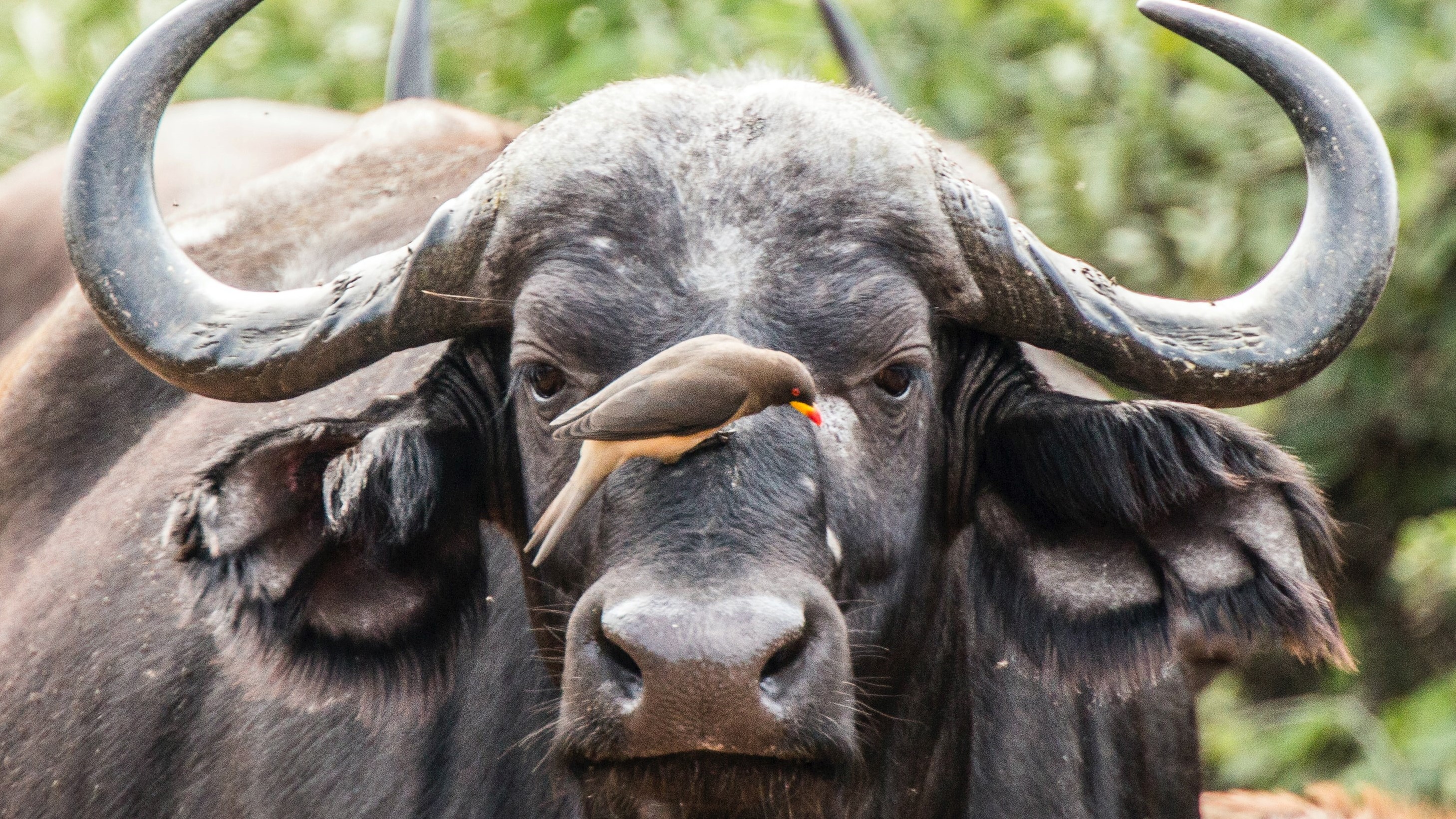 Buffalo