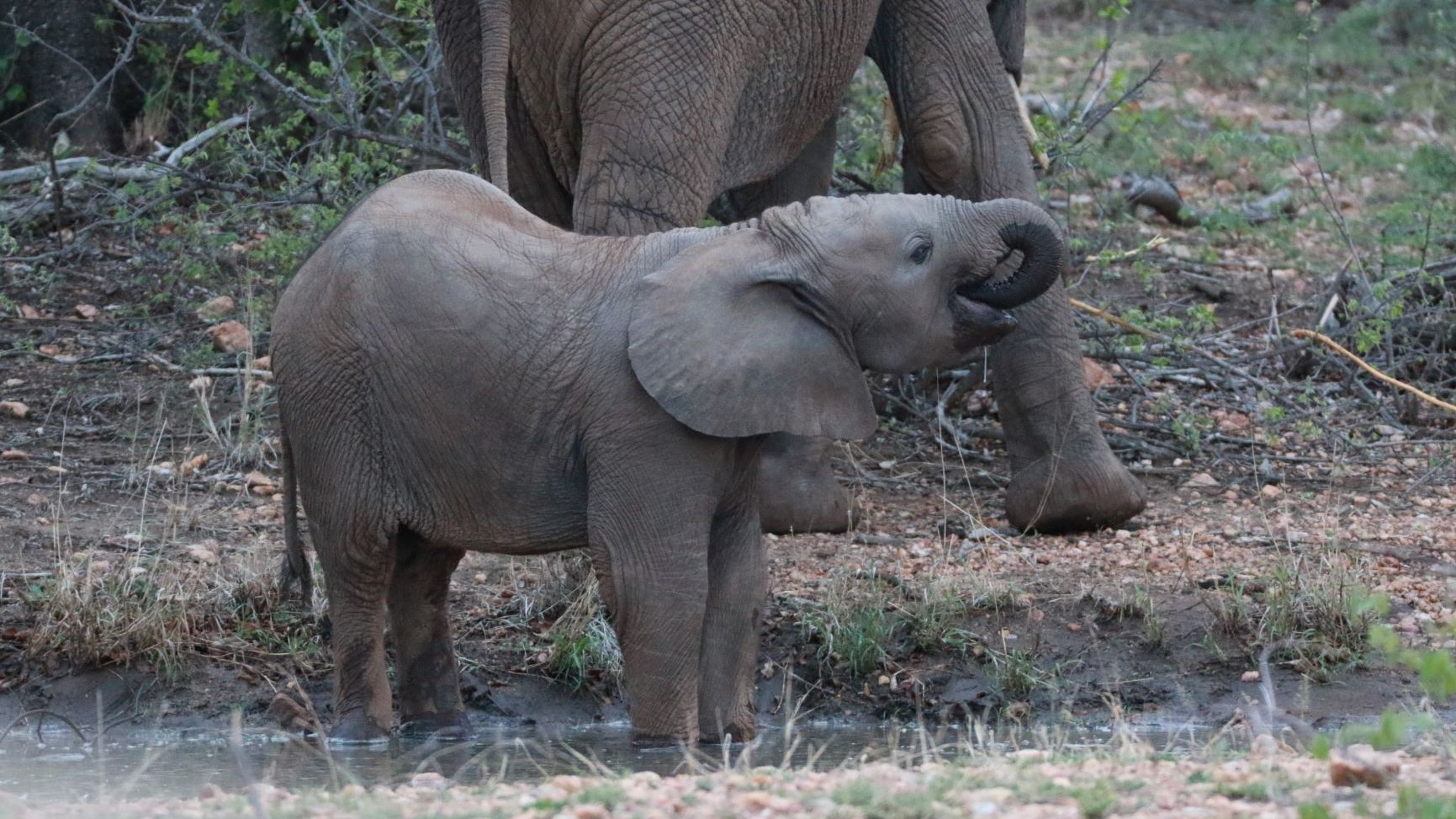 Makumu - Elephant