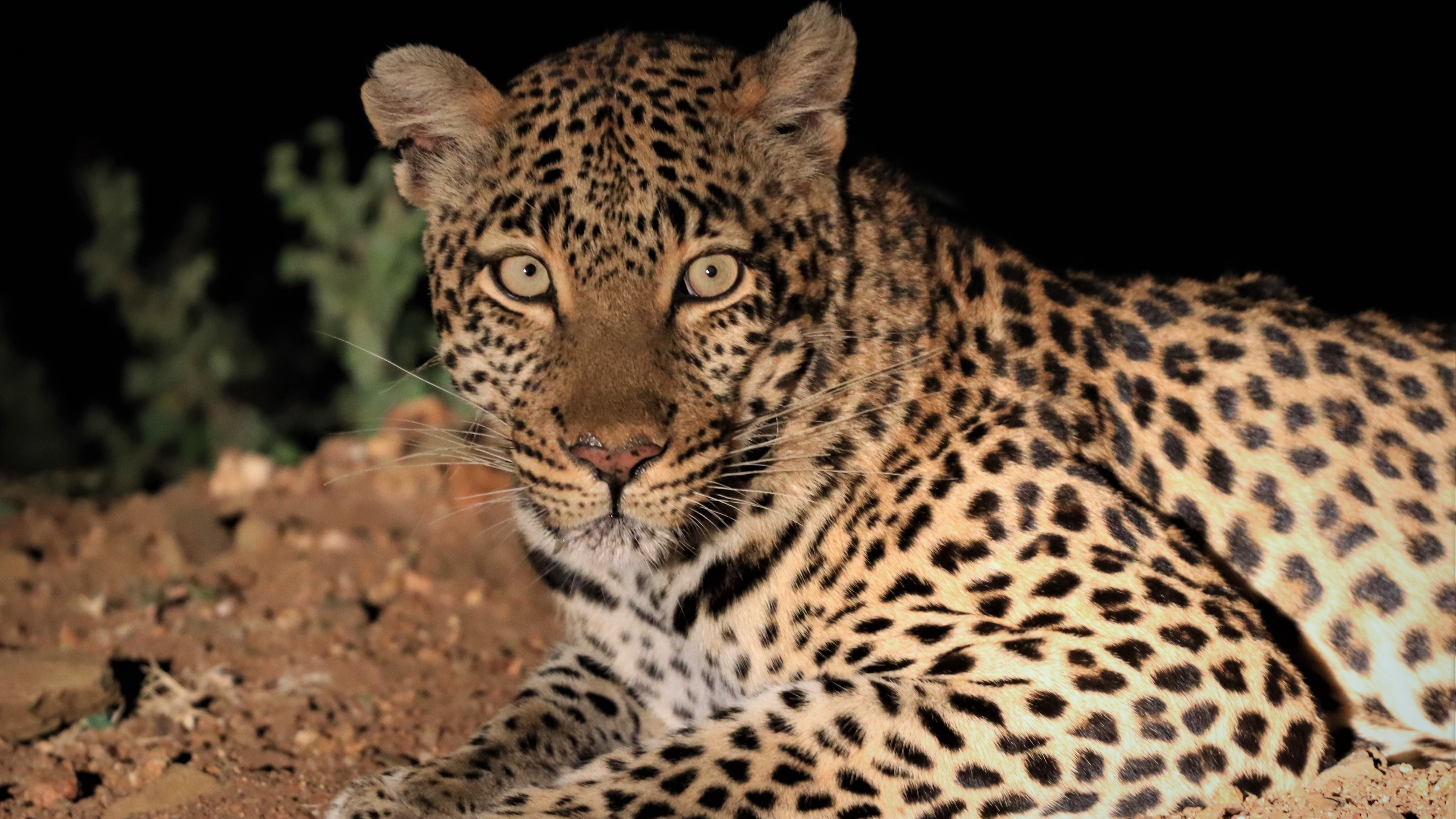 Makumu - Leopard