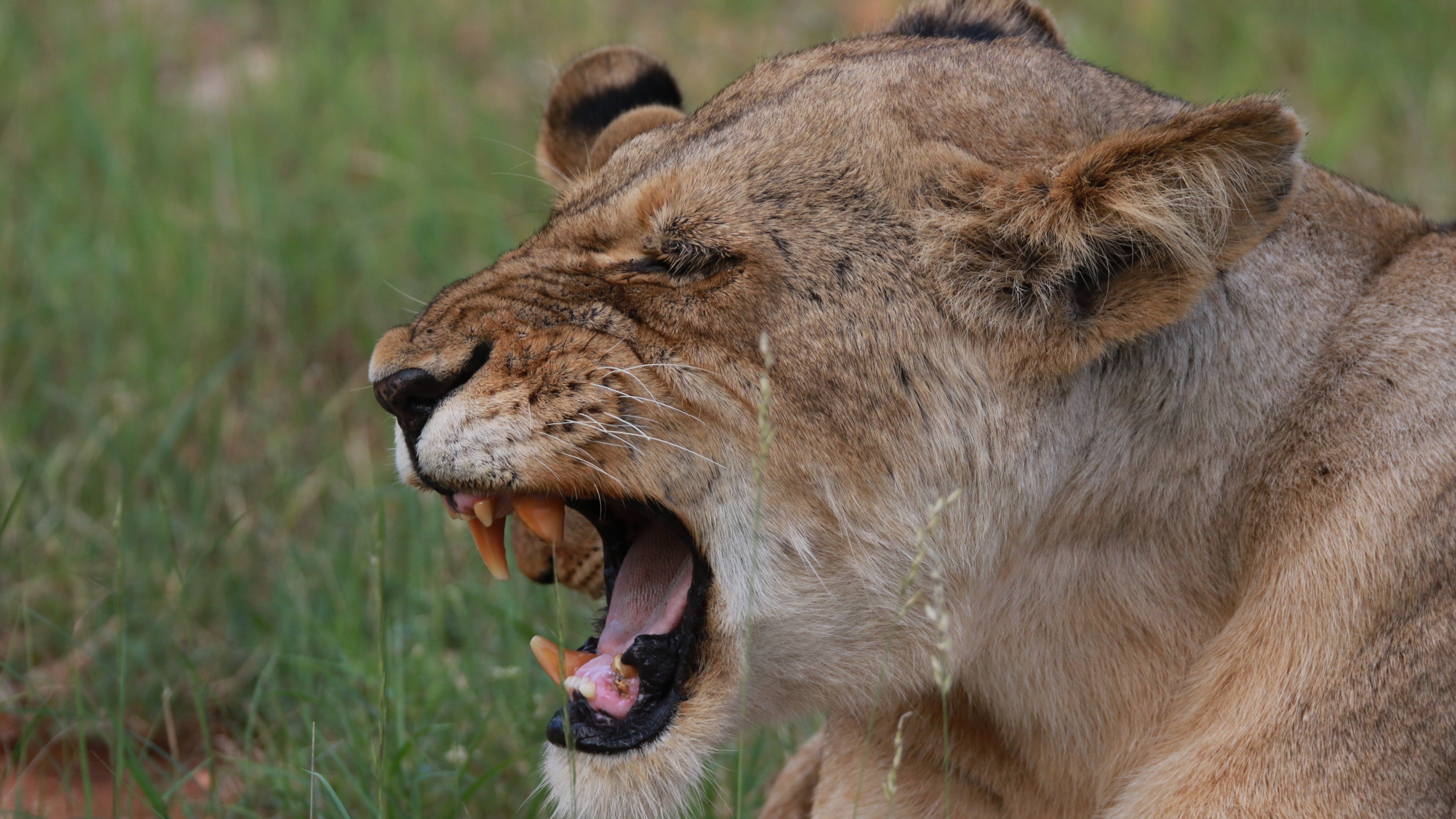 Makumu - Lion