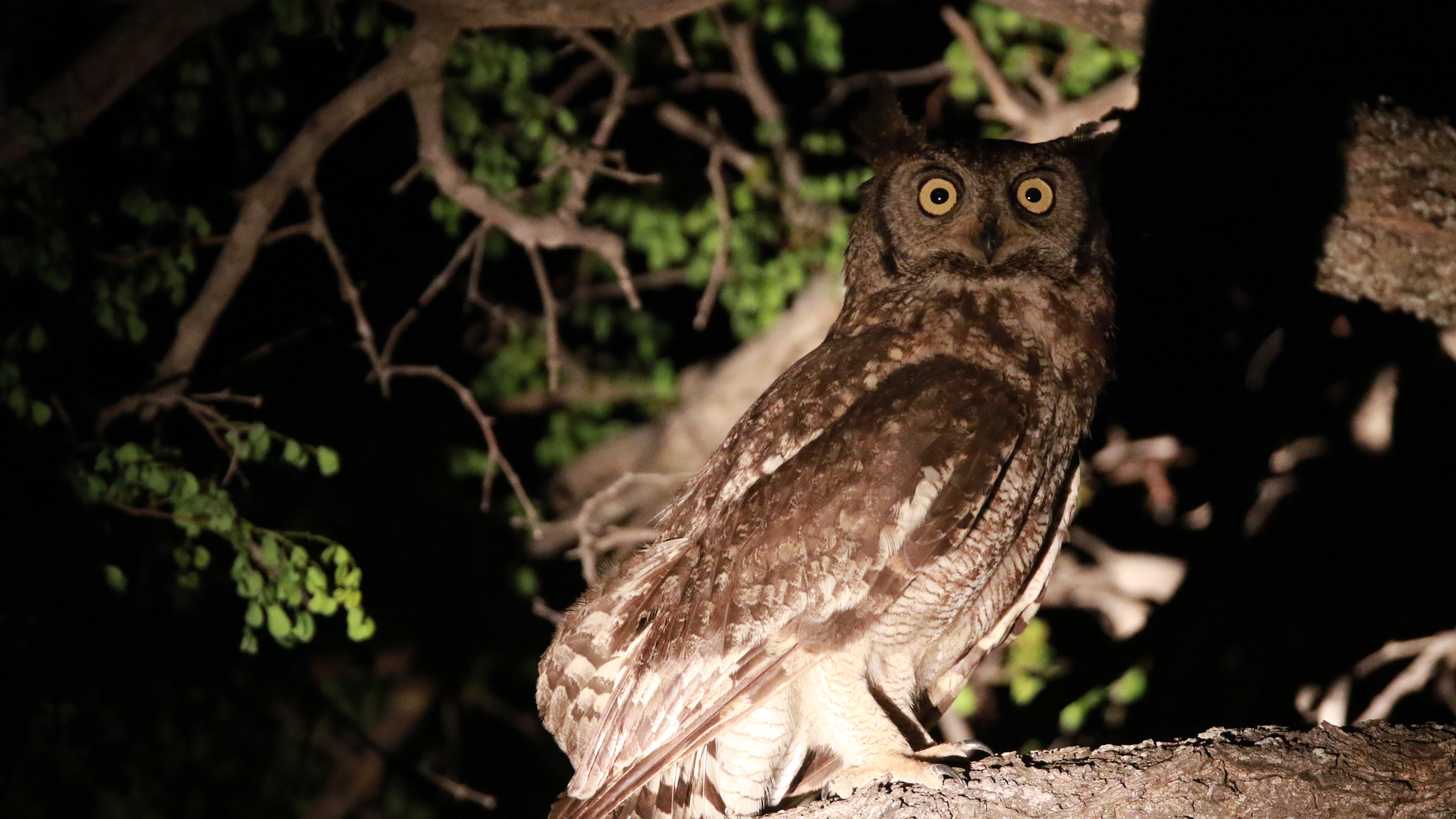 Makumu - Owl