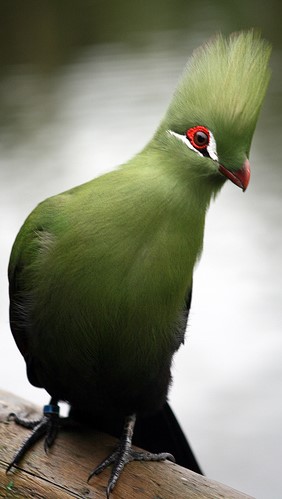 loerie