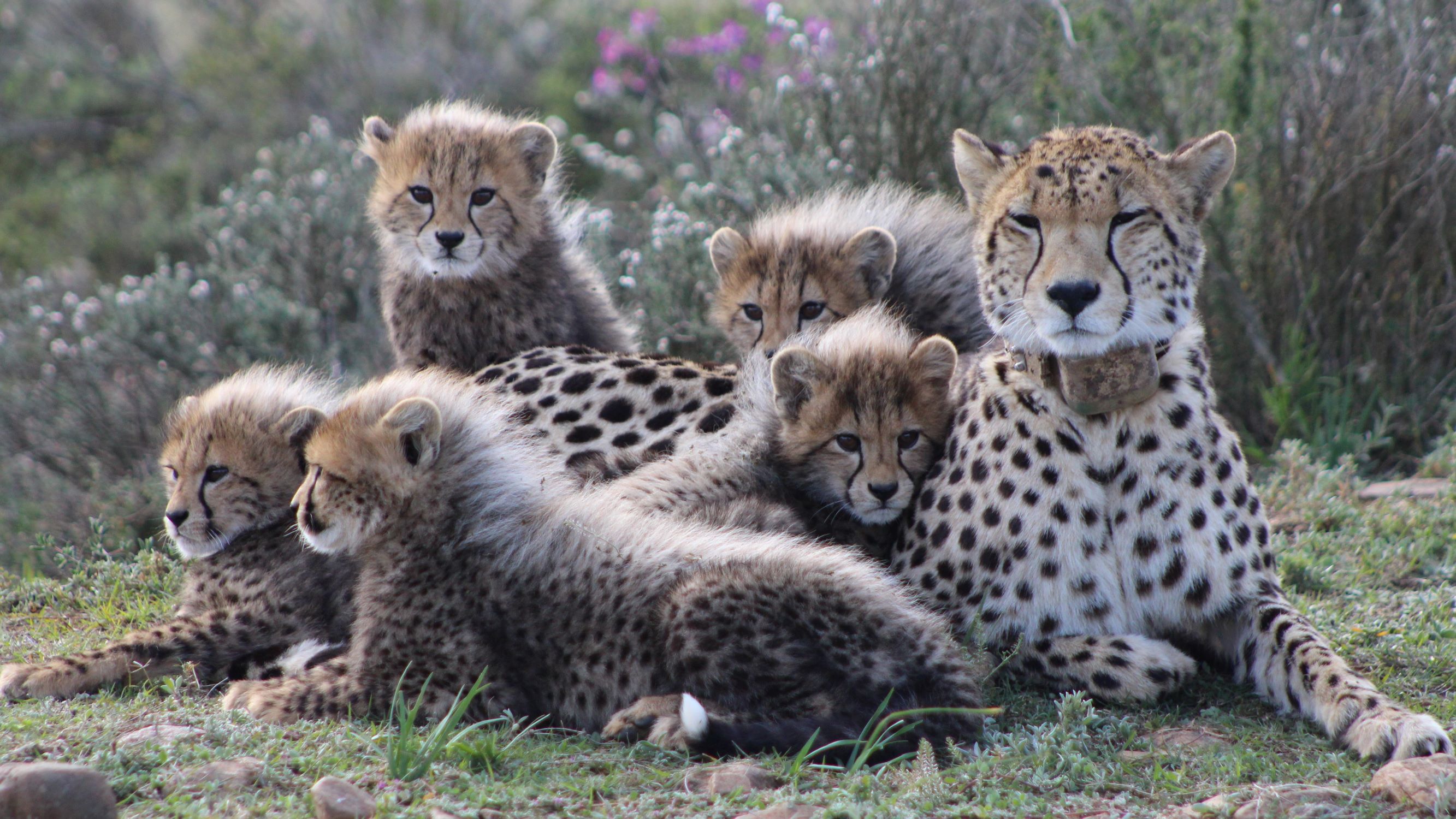 GRGL Cheetah (1)