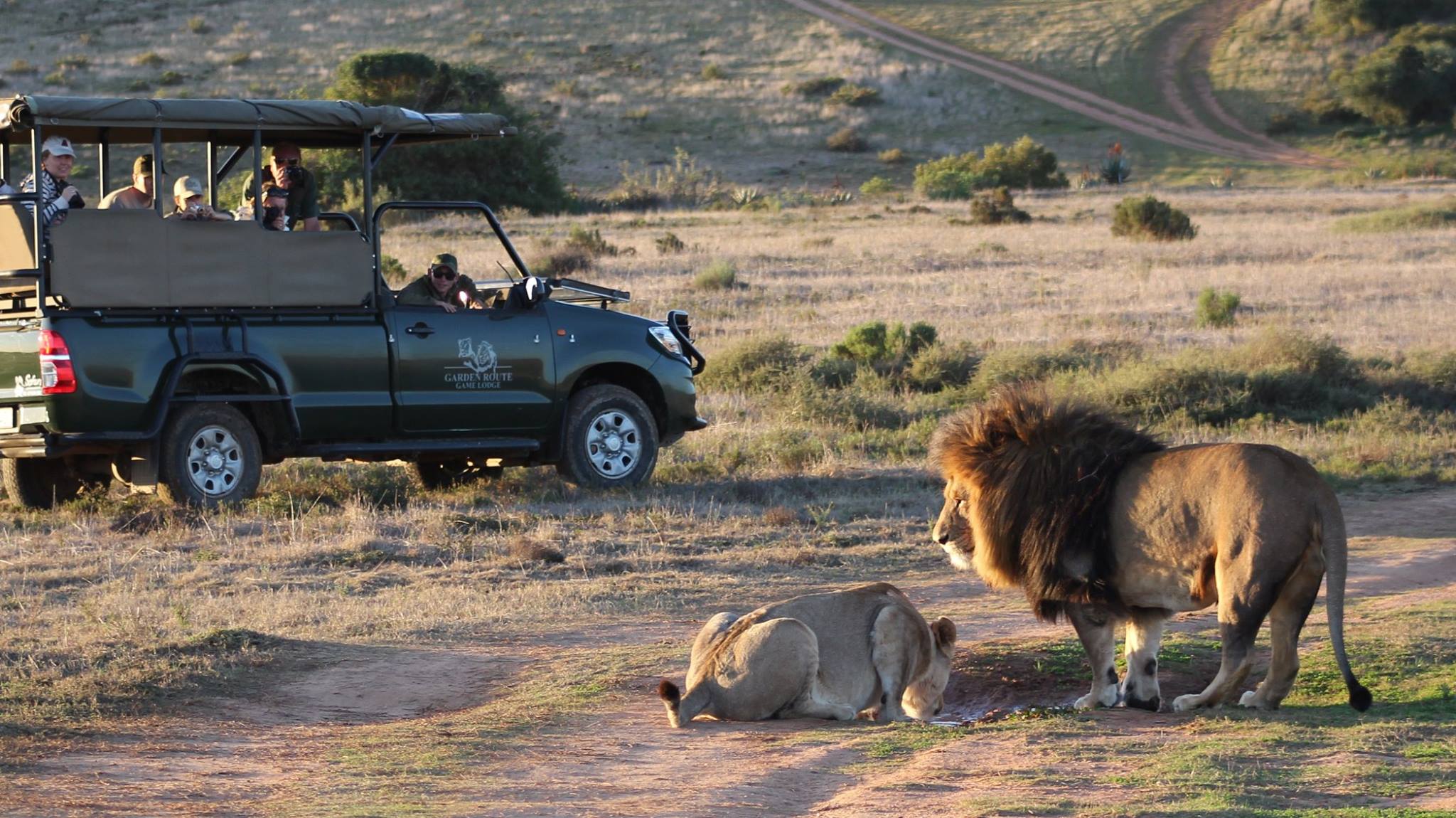 GRGL Lions (1)