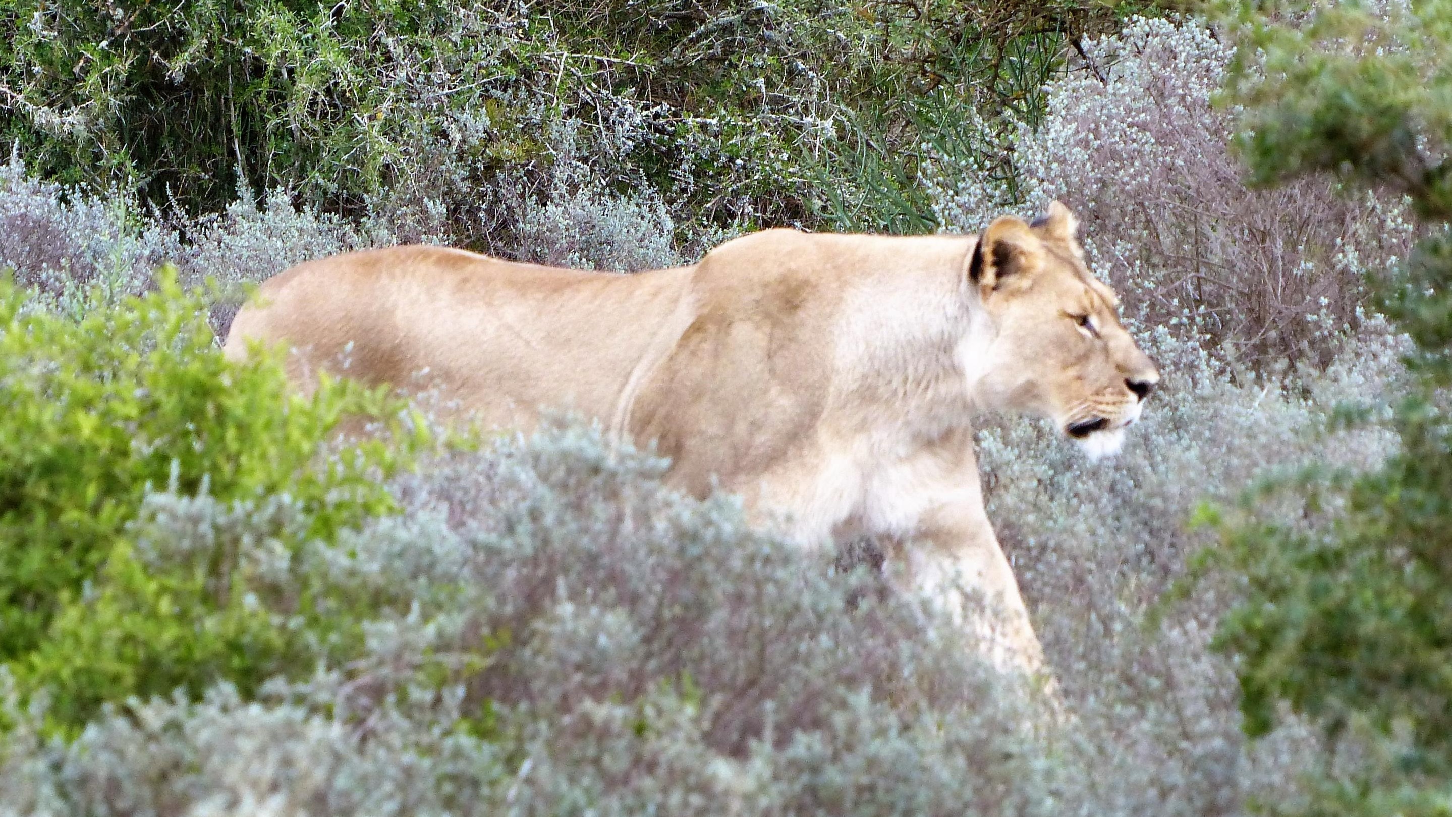 Lioness