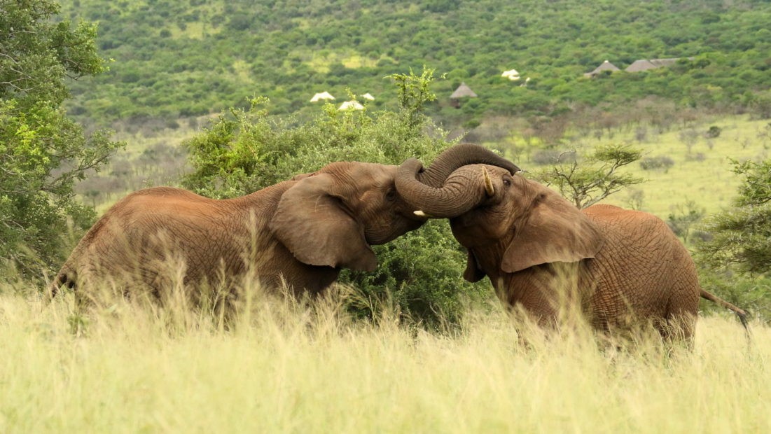 Thanda Elephant