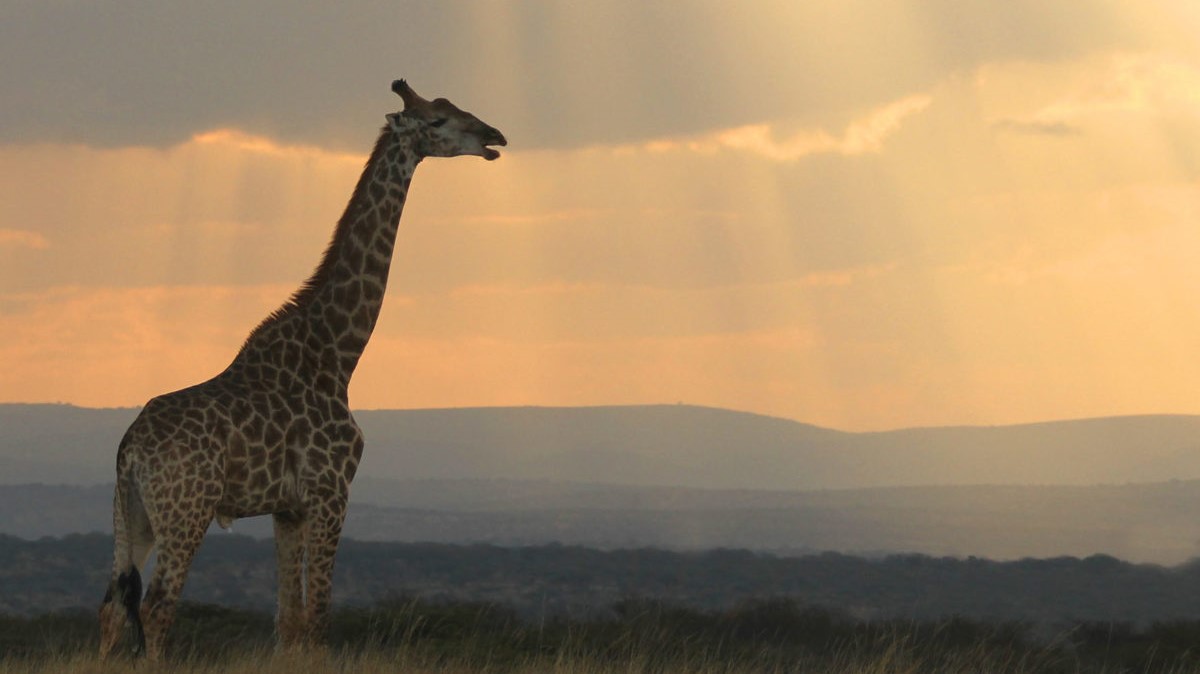 Thanda Giraffe resize