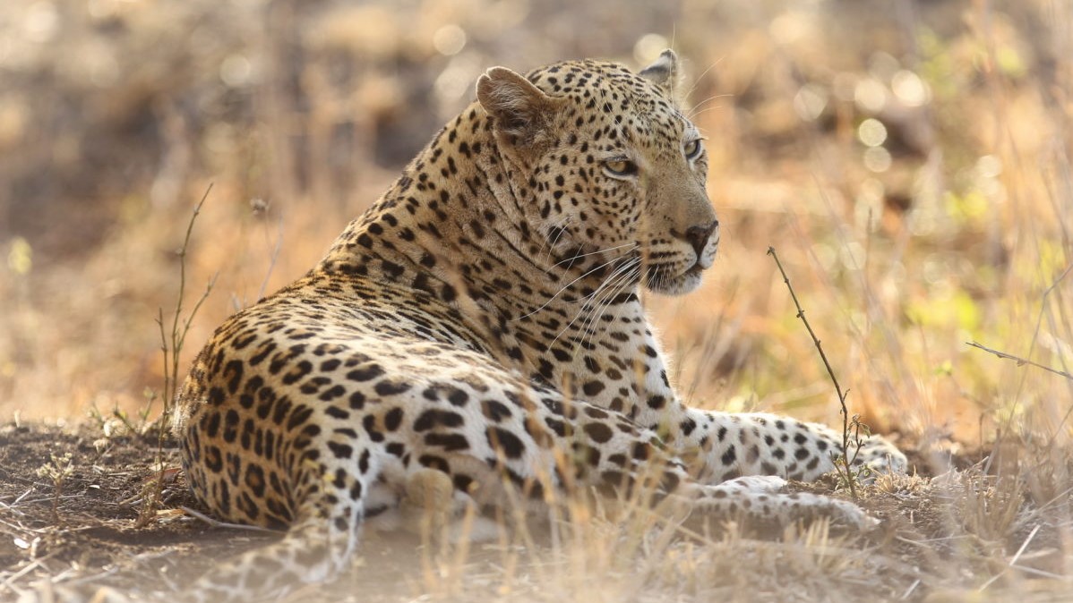 Thanda Leopard 2