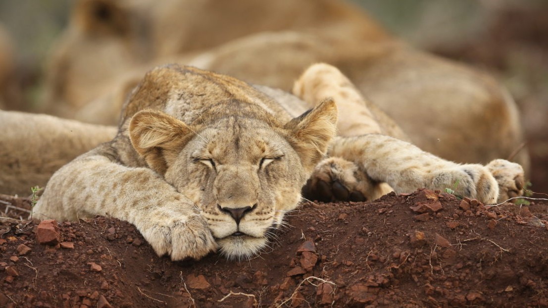 Thanda Lion 3